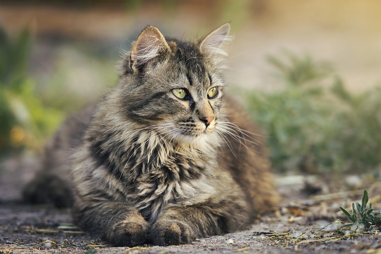 Tips for Training Cats to Stop Scratching Furniture